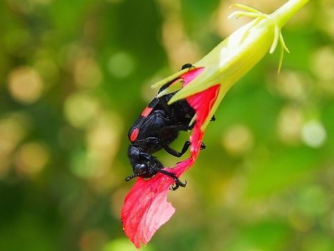 Mylabris pustulata I have been trying to identify this beetle for a while now. It seems like Trichodes ornatus, but have a bit different pattern in the back. They were feeding them with shoe flower. Geotagged,Mylabris pustulata,Ornate Checkered Beetles,Sri Lanka