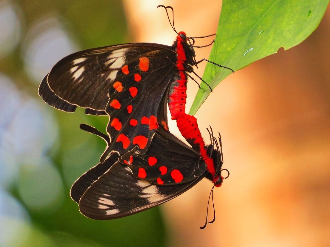 Crimson Rose Mating                                 Butterfly,Crimson Rose,Geotagged,Pachliopta hector,Sri Lanka
