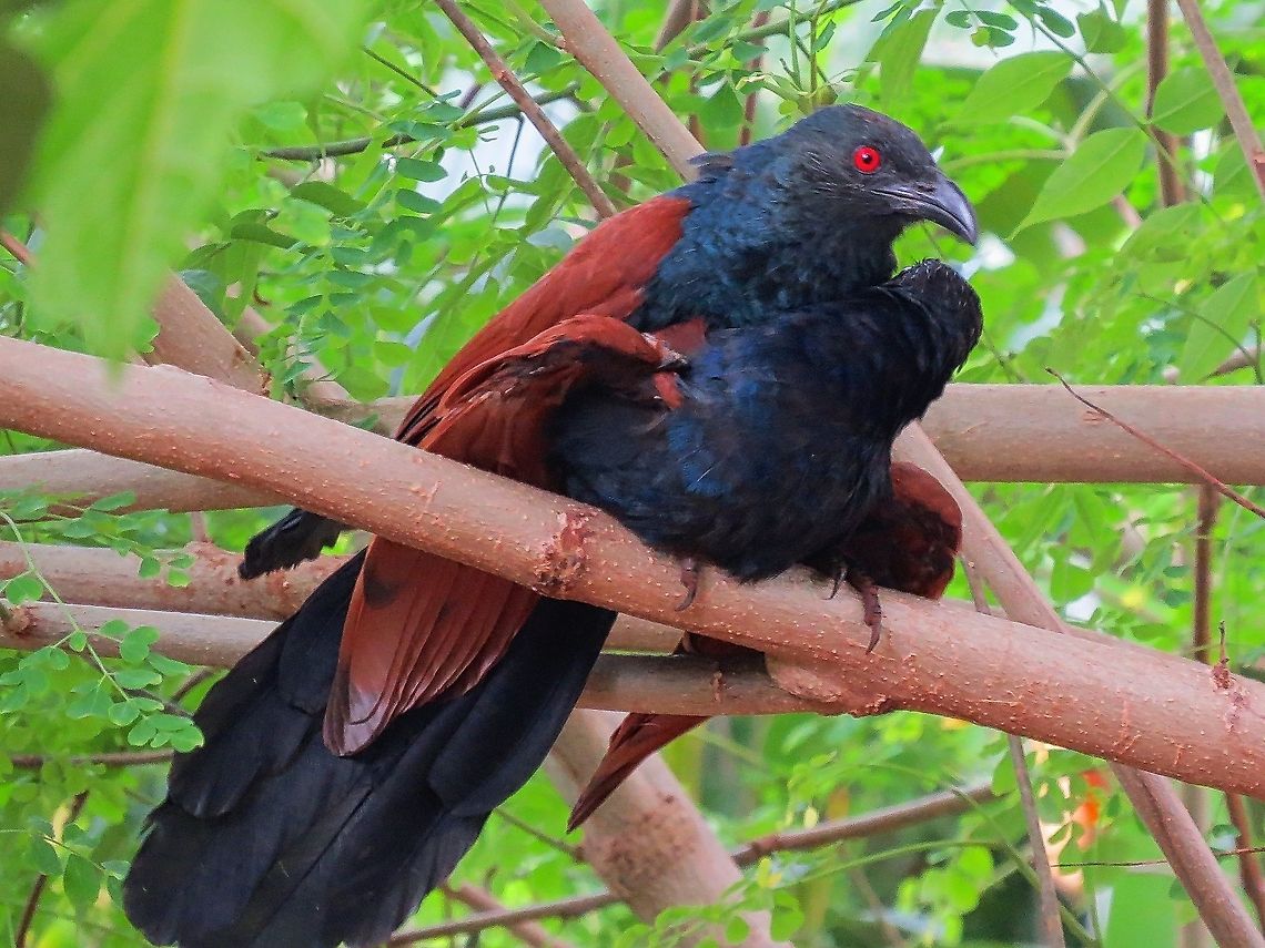 Greater coucal mating                                 Centropus sinensis,Geotagged,Greater Coucal,Greater coucal,Sri Lanka