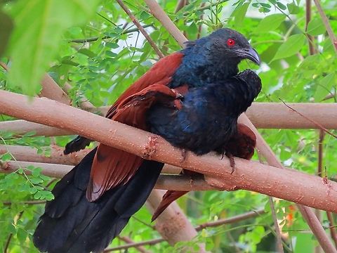 Greater coucal mating                                 Centropus sinensis,Geotagged,Greater Coucal,Greater coucal,Sri Lanka