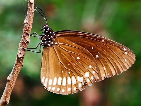 Common Indian Crow  Butterfly,Common Indian Crow,Geotagged,Sri Lanka
