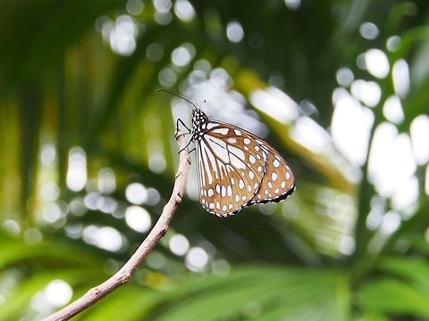 Blue Tiger Butterfly  Blue Tiger,Geotagged,Sri Lanka,Tirumala limniace