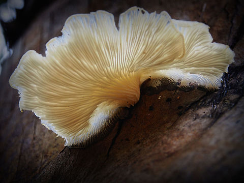 Half round mushroom After a few days of heavy rain, I found this mushroom on a coconut tree. Quite big, bigger than my palm. Geotagged,Mushroom,Sri Lanka