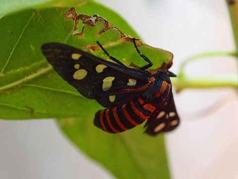 Indian Wasp Moth (Amata passalis)  Amata passalis,Geotagged,Sri Lanka,Wasp moth