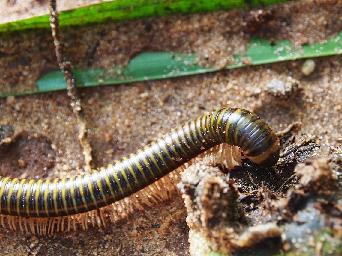 Yellow segmented giant millipede During the rainy season we would be able observer many different species of millipede in the backyard. This is one of them. It is around 15cm long. Geotagged,Sri Lanka,millipede