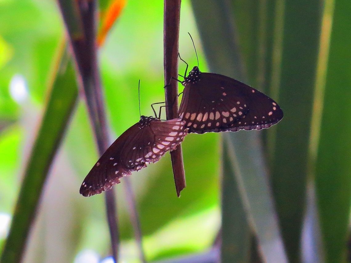 Common indian crow mating..                                 Common Crow,Euploea core,Geotagged,Sri Lanka,butterfly,common indian crow