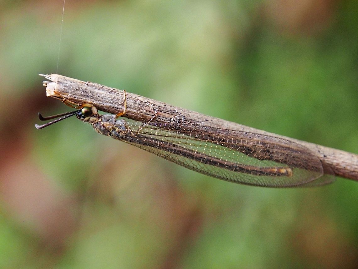 Antlion This antlion is common in Sri Lanka (atleast nothern Sri Lanka). We can easily spot the larva. it is very rare to see an adult one in the day time. Please help me identify it. Adult Antlion,Antlion,Geotagged,Insecta,Myrmeleontidae,Neuroptera,Sri Lanka