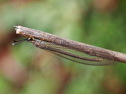 Antlion This antlion is common in Sri Lanka (atleast nothern Sri Lanka). We can easily spot the larva. it is very rare to see an adult one in the day time. Please help me identify it. Adult Antlion,Antlion,Geotagged,Insecta,Myrmeleontidae,Neuroptera,Sri Lanka