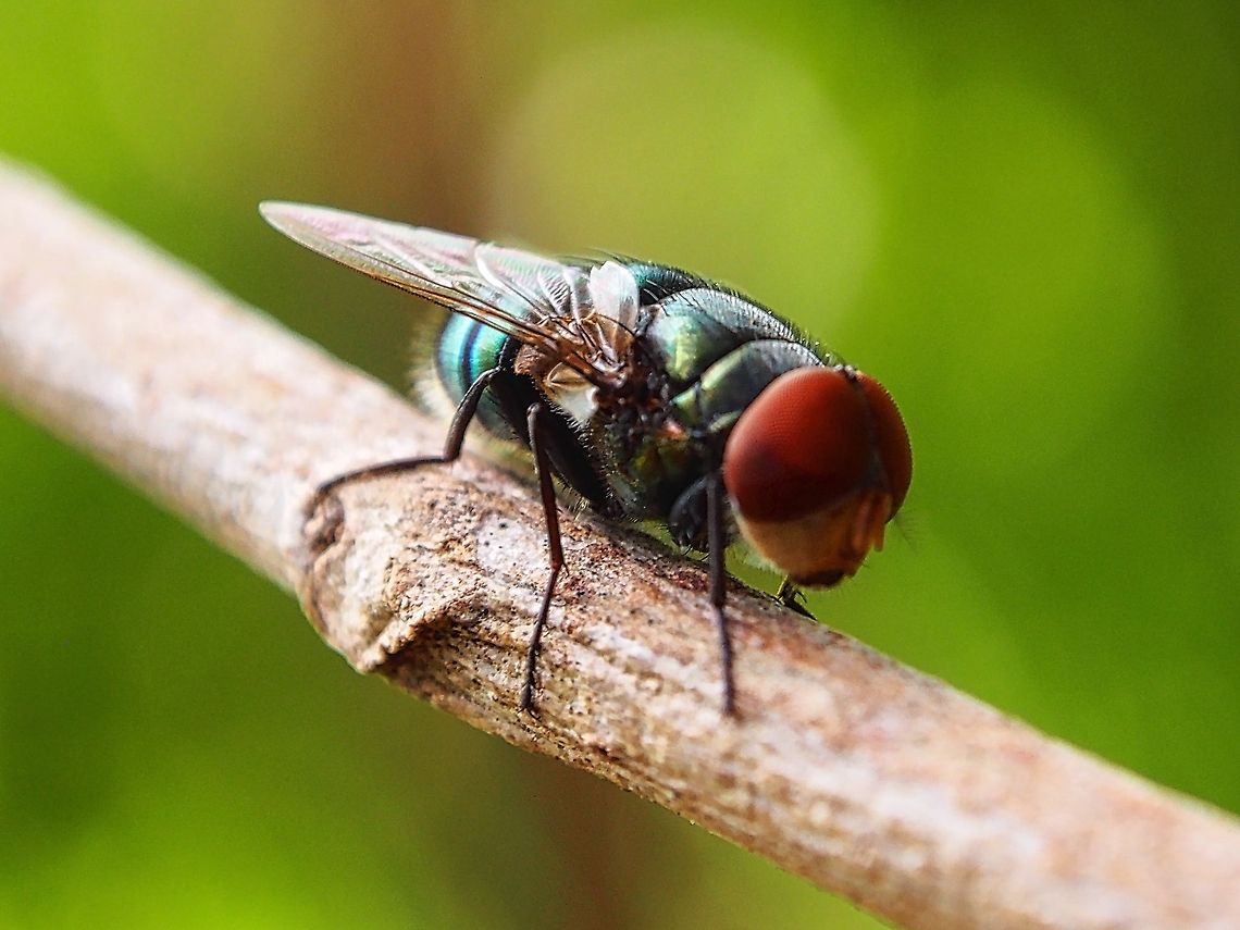 The Blue bottle fly  Blue bottle fly,Calliphora vomitoria,Fly,Geotagged,Sri Lanka