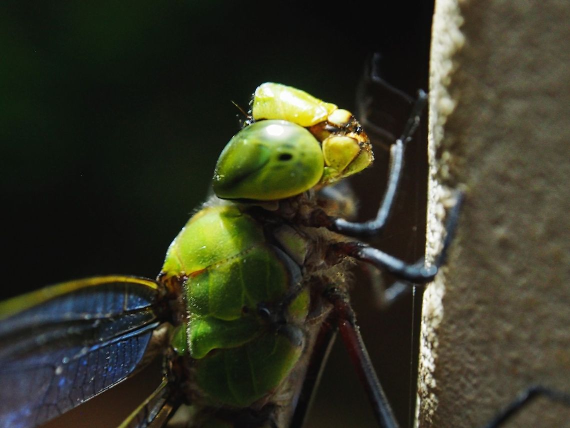 Pale-spotted Emperor This dragonfly is huge. Twice the size of the usual ones we see in the backyard. Anax guttatus,Geotagged,Lesser Green Emperor,Pale-spotted Emperor,Sri Lanka