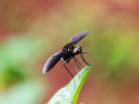 Black and White True Bee Fly It looked like a mosquito. quite big. Thanks http://www.jungledragon.com/user/1429/haylo.html for identifying this.
Here is from the top:
http://www.jungledragon.com/image/23567/mosquito.html
 Bee Fly,Black and White True Bee Fly,Fly,Geotagged,Sri Lanka