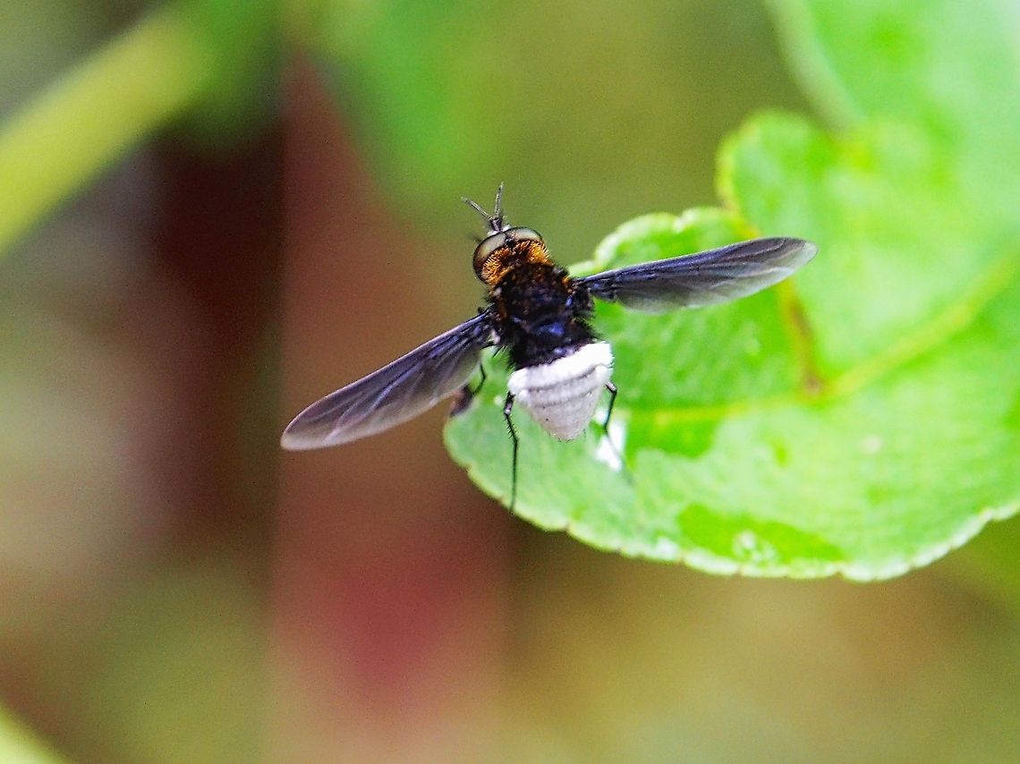 Black and White True Bee Fly Thanks <a href="https://www.jungledragon.com/user/1429/haylo.html" class="user" title="view haylo's profile"><img src="https://secure.gravatar.com/avatar.php?gravatar_id=644263254b0daf1aacc2e23af3823044&d=identicon&size=80" alt="haylo" /><em>haylo</em></a> for identifying this insect.<br />
<br />
another angle<br />
<figure class="photo"><a href="https://www.jungledragon.com/image/23566/black_and_white_true_bee_fly.html" title="Black and White True Bee Fly"><img src="https://s3.amazonaws.com/media.jungledragon.com/images/744/23566_thumb.jpg?AWSAccessKeyId=05GMT0V3GWVNE7GGM1R2&Expires=1767225610&Signature=i5vdr0L3bmOg1%2BMWEHGMAbTtImU%3D" width="200" height="150" alt="Black and White True Bee Fly It looked like a mosquito. quite big. Thanks http://www.jungledragon.com/user/1429/haylo.html for identifying this.<br />
Here is from the top:<br />
http://www.jungledragon.com/image/23567/mosquito.html<br />
 Bee Fly,Black and White True Bee Fly,Fly,Geotagged,Sri Lanka" /></a></figure> Black and White True Bee Fly,Fly,Geotagged,Sri Lanka