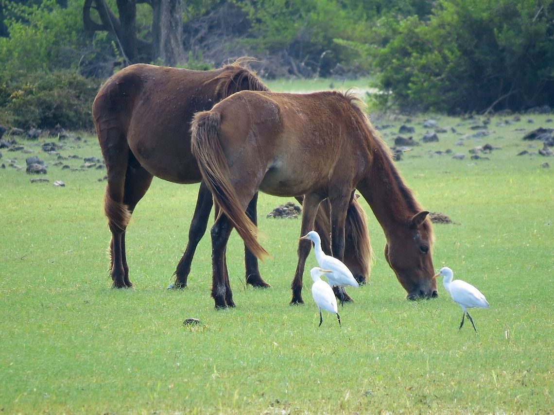 Wild horses in Delft island, Sri Lanka. (Delft Pony) These horses were brought by Dutch to this island around 1660. There are still around 500 horses in this small island (around 50 square kilometers). There are steps taken to protect them in the recent years. (Even though Dutch named eight populated islands near Jaffna, this is the only one still carries the dutch name and have ruins from dutch era, including a horse stable) Equus ferus,Geotagged,Horse,Sri Lanka,Wild horse