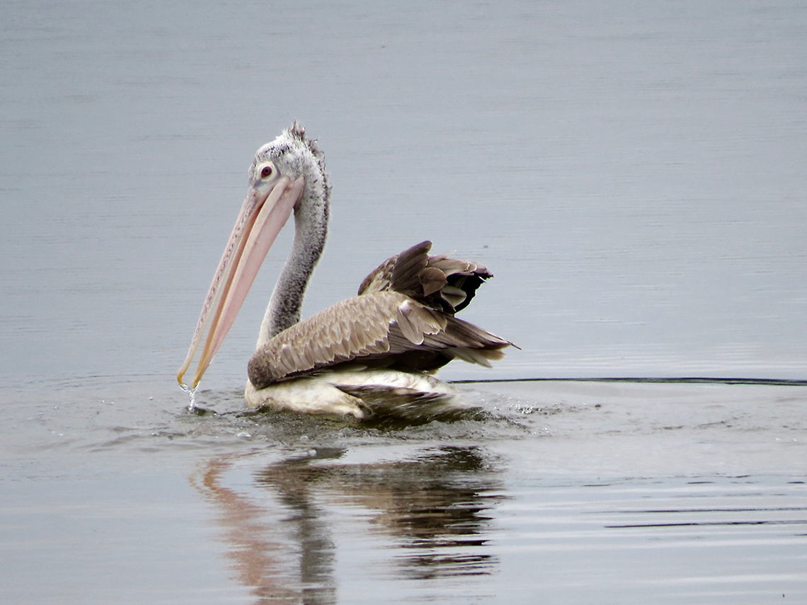 Spot-billed pelican Captured at Minneriya National Park after a heavy rain. Geotagged,Pelecanus philippensis,Pelican,Spot-billed pelican,Sri Lanka