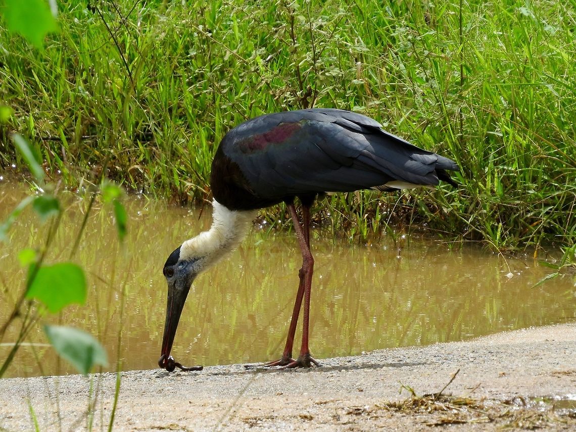 Woolly-necked stork feeding At Minneriya national park. Ciconia episcopus,Fall,Geotagged,Sri Lanka,Stork,Woolly-necked Stork,Woolly-necked stork