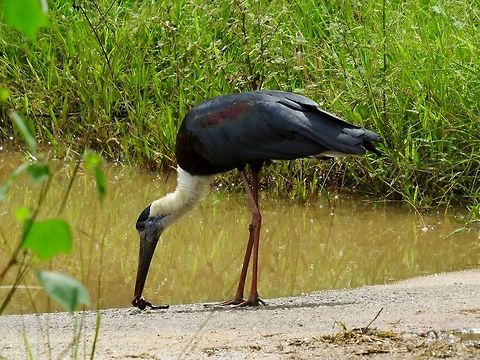 Woolly-necked stork feeding At Minneriya national park. Ciconia episcopus,Fall,Geotagged,Sri Lanka,Stork,Woolly-necked Stork,Woolly-necked stork