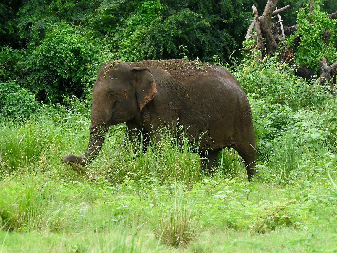 Sri Lankan Elephant At Minneriya national park.                                Elephant,Elephas maximus maximus,Fall,Geotagged,Sri Lanka,Sri Lankan elephant