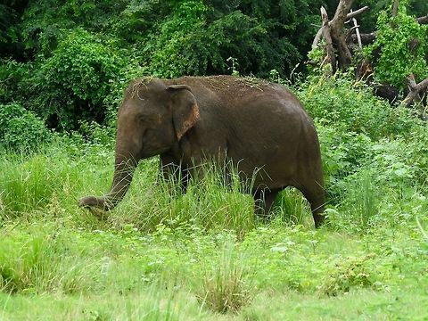 Sri Lankan Elephant At Minneriya national park.                                Elephant,Elephas maximus maximus,Fall,Geotagged,Sri Lanka,Sri Lankan elephant