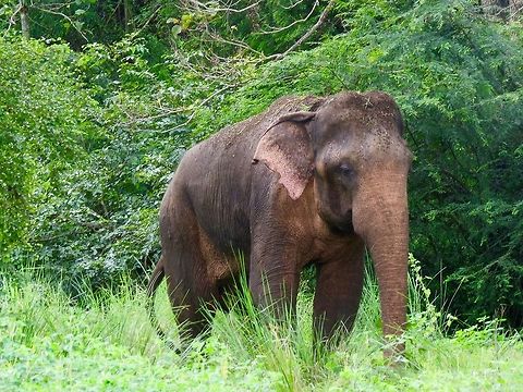 Majestic Elephant At Minneriya National Park - Sri Lanka Elephant,Elephas maximus maximus,Fall,Geotagged,Sri Lanka,Sri Lankan elephant