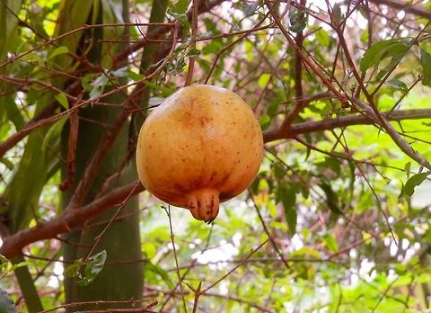 Pomegranate (மாதுளை) Pomegranate from my backyard. Fortunately squirrels haven't find it yet. Fall,Geotagged,Pomegranate,Punica granatum,Sri Lanka