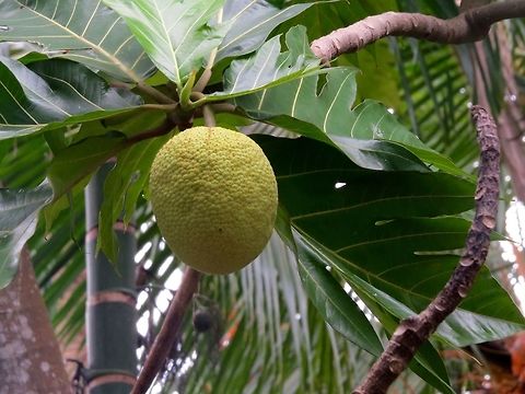 Breadfruit (ஈரப்பலக்காய்) From my backyard. It is really really tasty to make curry and to deep fry. Artocarpus altilis,Breadfruit,Fall,Geotagged,Sri Lanka