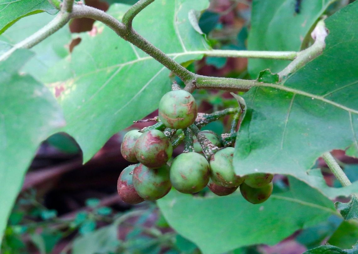 Solanum torvum - Turkey Berry or Pea Eggplant (சுண்டங்காய்) From my backyard                                Solanum torvum,Turkey Berry,Turkey berry