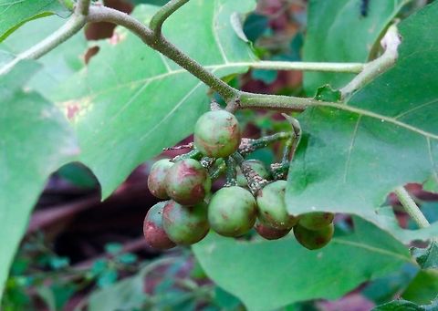 Solanum torvum - Turkey Berry or Pea Eggplant (சுண்டங்காய்) From my backyard                                Solanum torvum,Turkey Berry,Turkey berry