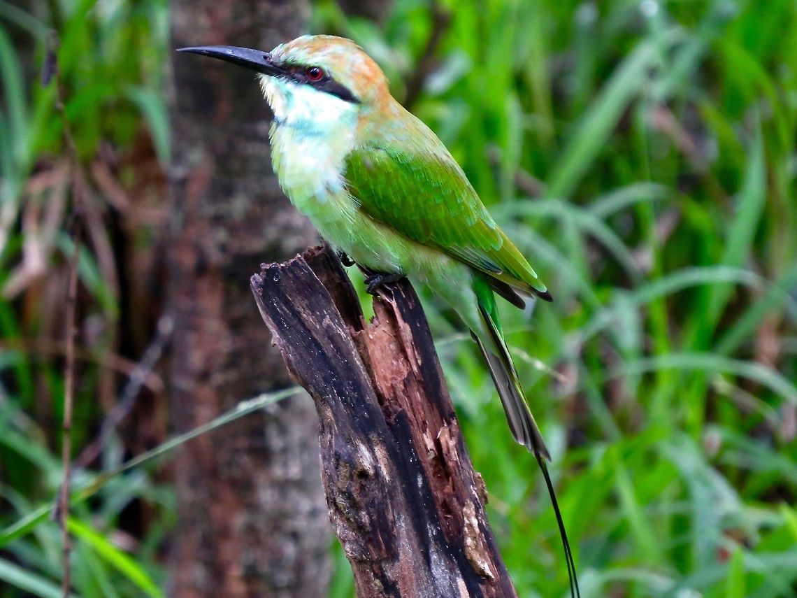 Green Bee Eater at Minneriya National Park                                 Fall,Geotagged,Green bee-eater,Merops orientalis,Sri Lanka,bee eater