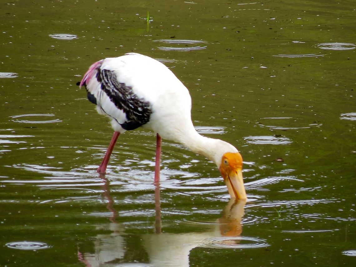 Painted Stork at Minneriya National Park                                 Fall,Geotagged,Mycteria leucocephala,Painted Stork,Sri Lanka,Stork