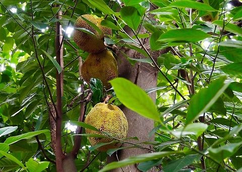 Jackfruit From my backyard Artocarpus heterophyllus,Fall,Geotagged,Jackfruit,Sri Lanka