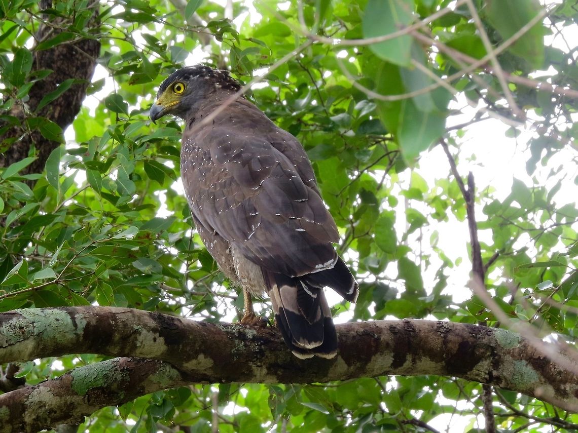 Sri Lankan Crested Serpent Eagle at Minneriya National Park Spilornis cheela spilogaster                                Crested Serpent Eagle,Fall,Geotagged,Spilornis cheela,Spilornis cheela spilogaster,Sri Lanka