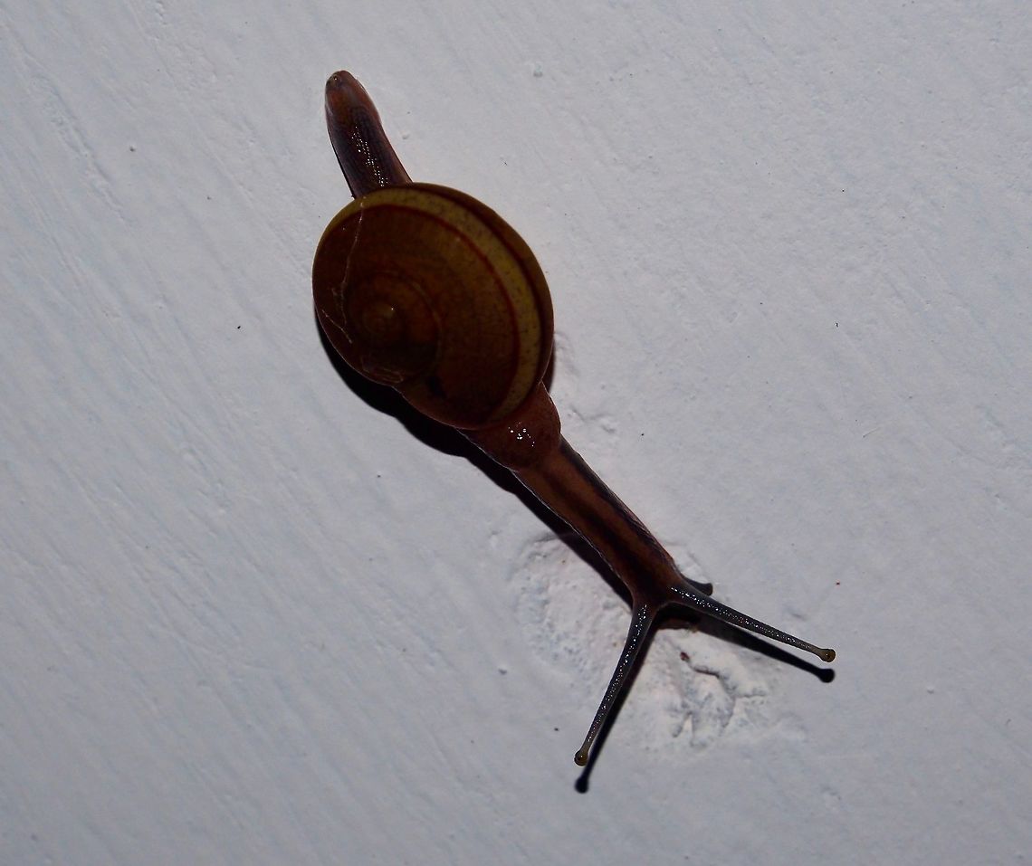 Cryptozona Bistrialis This snail start appearing around the house this year after heavy rain. Definitely belongs to &quot;Ariophantidae&quot;, looks like Cryptozona Bistrialis Cryptozona Bistrialis,Cryptozona bistrialis,Fall,Geotagged,Sri Lanka,snail