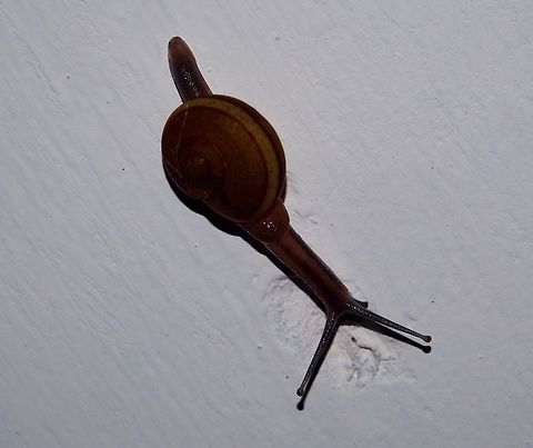 Cryptozona Bistrialis This snail start appearing around the house this year after heavy rain. Definitely belongs to "Ariophantidae", looks like Cryptozona Bistrialis Cryptozona Bistrialis,Cryptozona bistrialis,Fall,Geotagged,Sri Lanka,snail