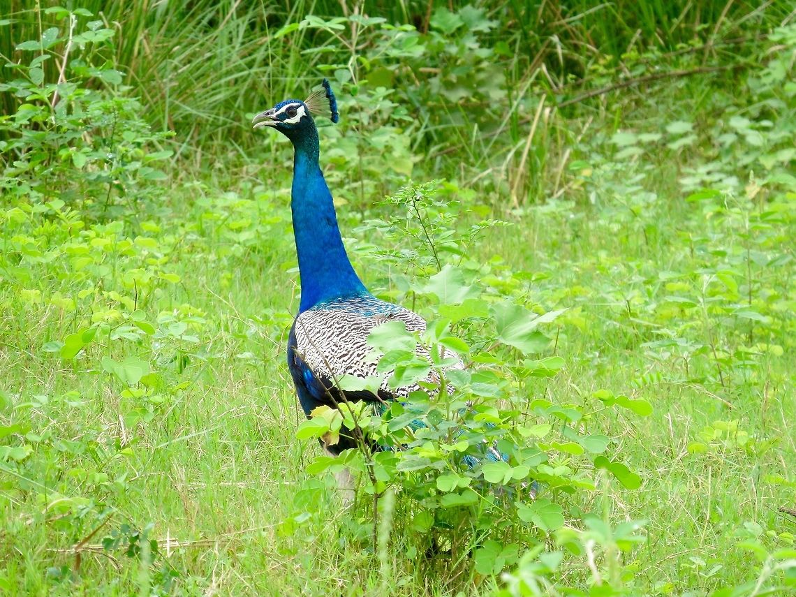 The Indian peafowl at Minneriya National Park                                 Fall,Geotagged,Indian peafowl,Pavo cristatus,Peacock,Peafowl,Sri Lanka,The Indian peafowl
