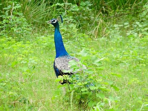 The Indian peafowl at Minneriya National Park                                 Fall,Geotagged,Indian peafowl,Pavo cristatus,Peacock,Peafowl,Sri Lanka,The Indian peafowl