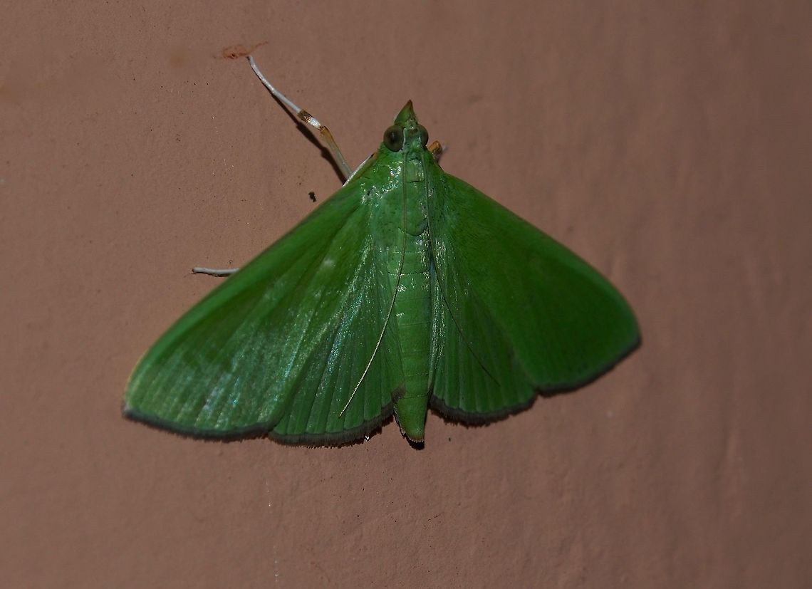 Emerald Moth  Fall,Geotagged,Moth,Parotis marginata,Sri Lanka