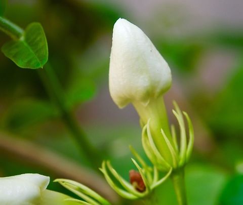 Jasminum sambac (மல்லிகை)  Arabian jasmine,Geotagged,Jasminum sambac,Spring,Sri Lanka