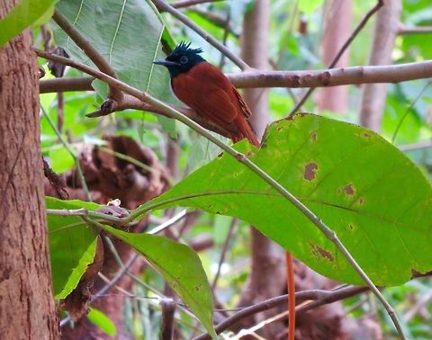 Asian Paradise Flycatcher  Asian Paradise Flycatcher,Fall,Geotagged,Sri Lanka,Terpsiphone paradisi