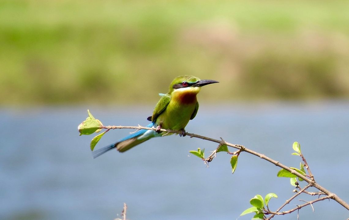 Blue-tailed bee-eater.                                 Blue-tailed Bee-eater,Merops philippinus