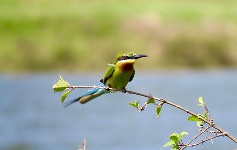 Blue-tailed bee-eater.                                 Blue-tailed Bee-eater,Merops philippinus