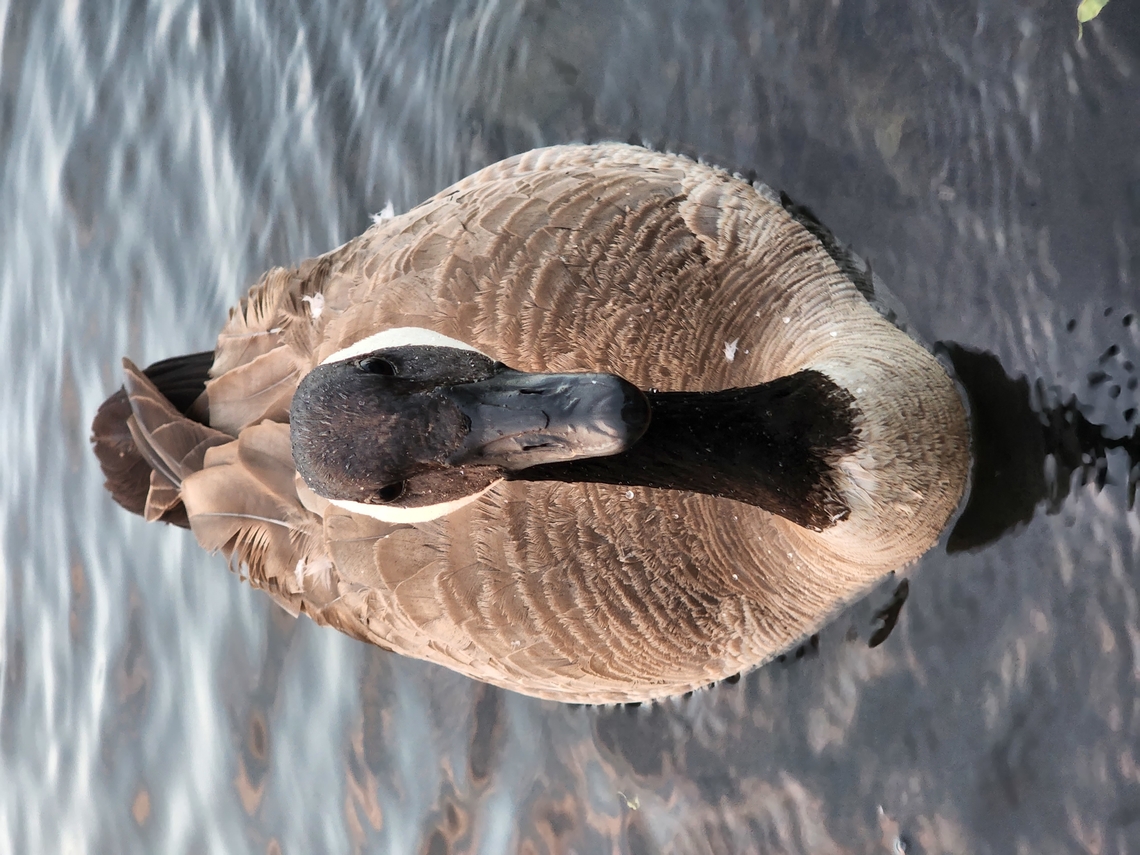 Duck