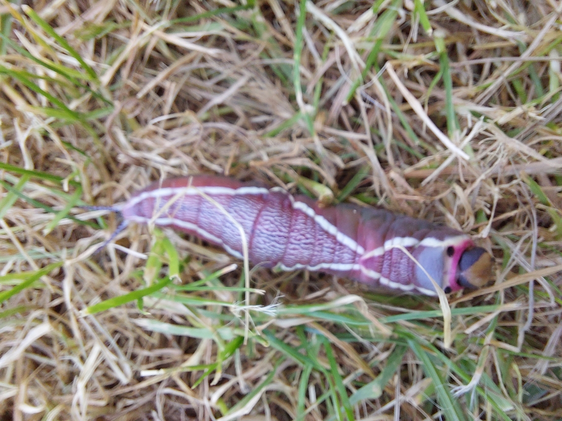 Cerura iberica londonSE18 20220617_122242 Large fast moving caterpillar on ground beneath trees on edge of Plumstead Common, London  SE18.<br />
Approx 7.5cm long Cerura iberica