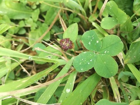 Trifolium pratense, Czech Republic  Red clover,Trifolium pratense