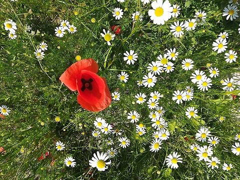 IMG_20190606_140844  Common Poppy,Papaver rhoeas