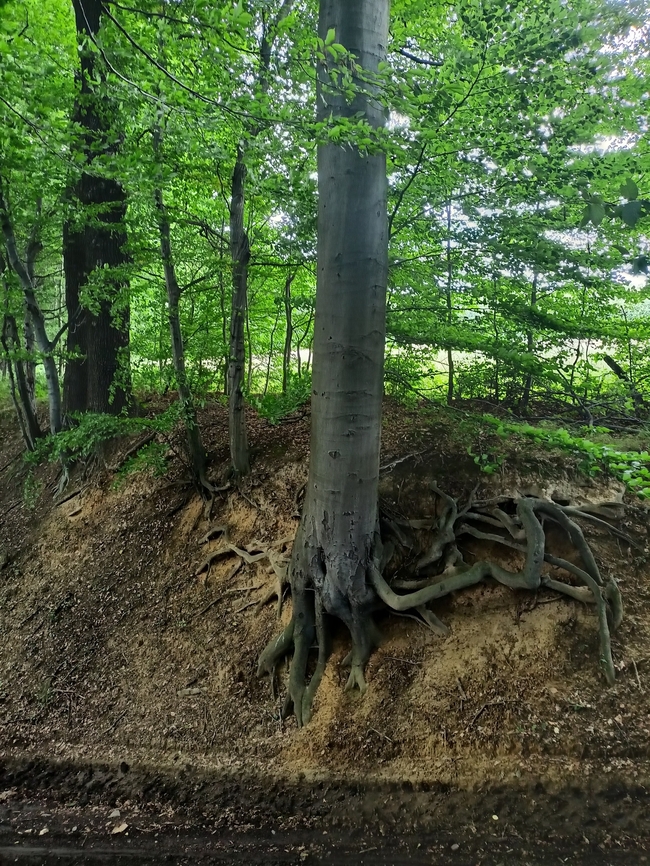 IMG20220716164327  roots