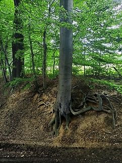 IMG20220716164327  roots