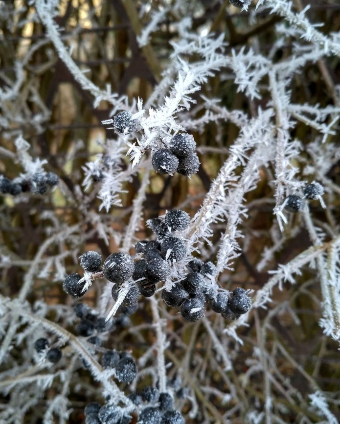 IMG_20221224_222932  winter