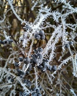 IMG_20221224_222932  winter