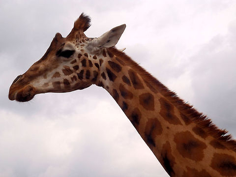Long neck OLYMPUS DIGITAL CAMERA          Beekse bergen,Geotagged,Giraffa camelopardalis rothschildi,Rothschild Giraffe,The Netherlands