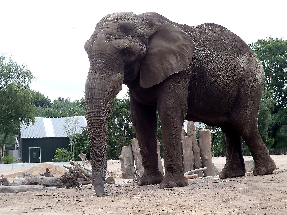 Long snout OLYMPUS DIGITAL CAMERA          African bush elephant,Beekse bergen,Geotagged,Loxodonta africana,The Netherlands